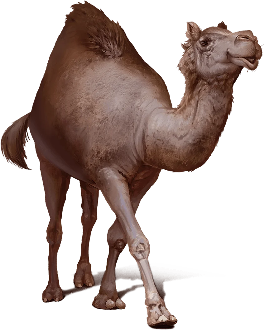 /Rules/Source/books/monster-manual-2025/img/003-27-004-camel.webpcenter wmed