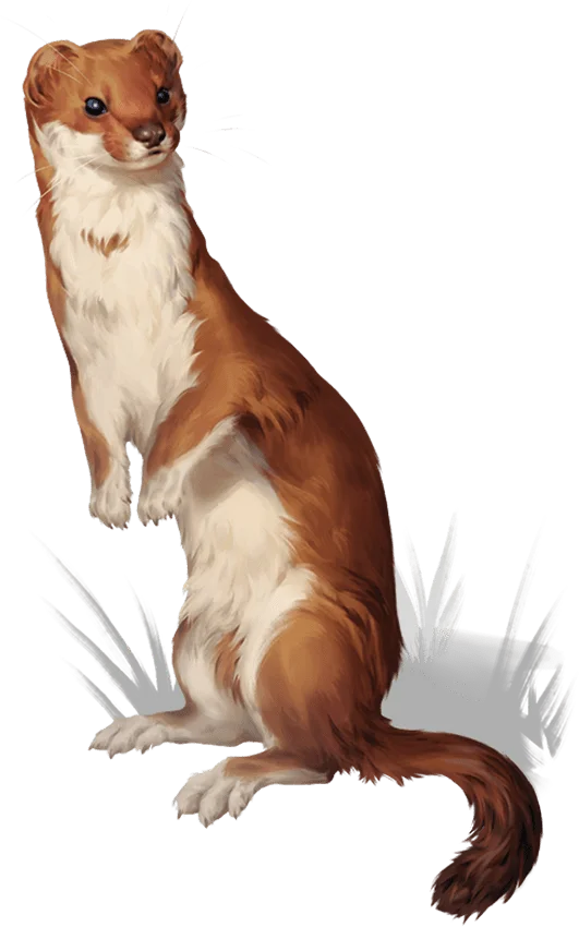 /Rules/Source/books/monster-manual-2025/img/014-27-014-giant-weasel.webpcenter wmed