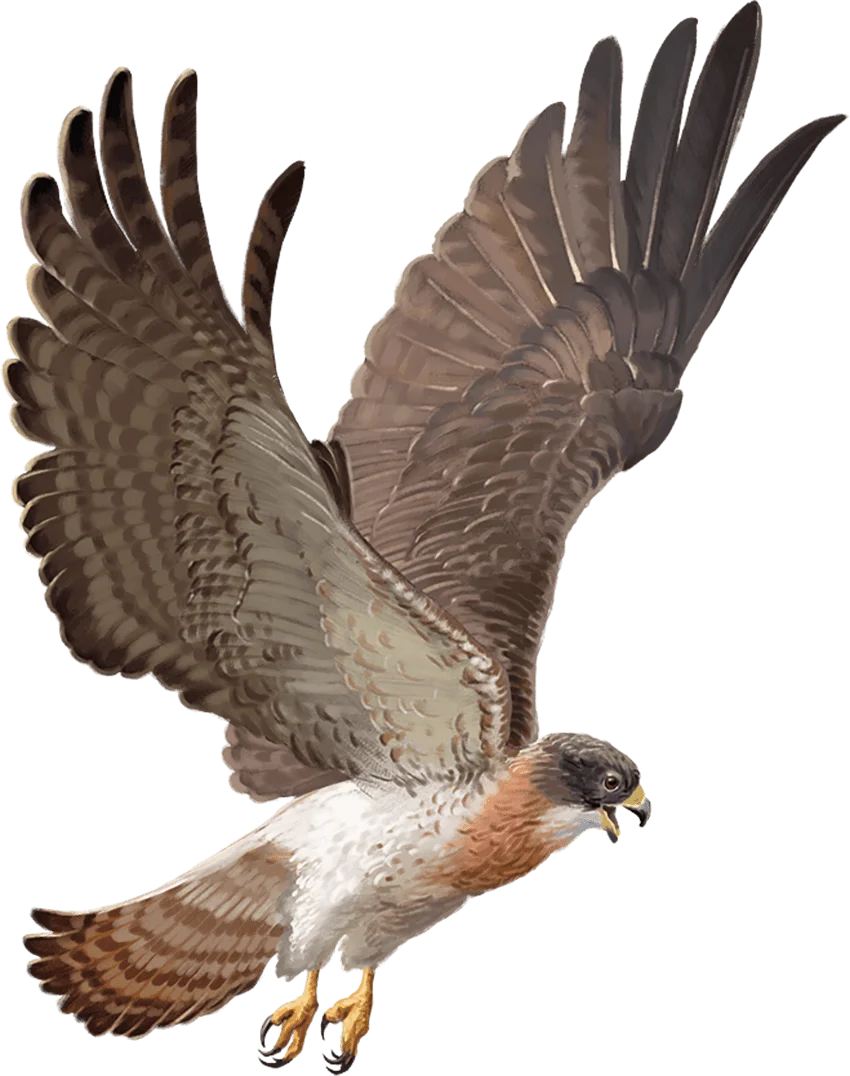 /Rules/Source/books/monster-manual-2025/img/016-27-017-hawk.webpcenter wmed